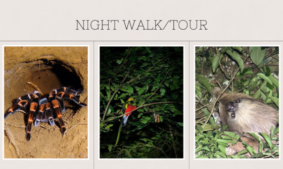 10 Days In Costa Rica // Night Walk